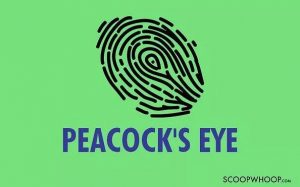 peacocks eye