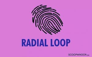 Radial loop