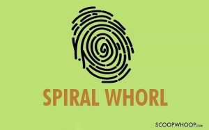 spiral whorl