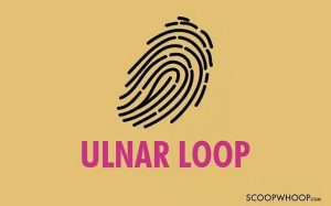 ulner loop